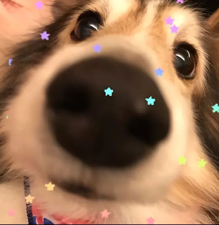 puppysunni